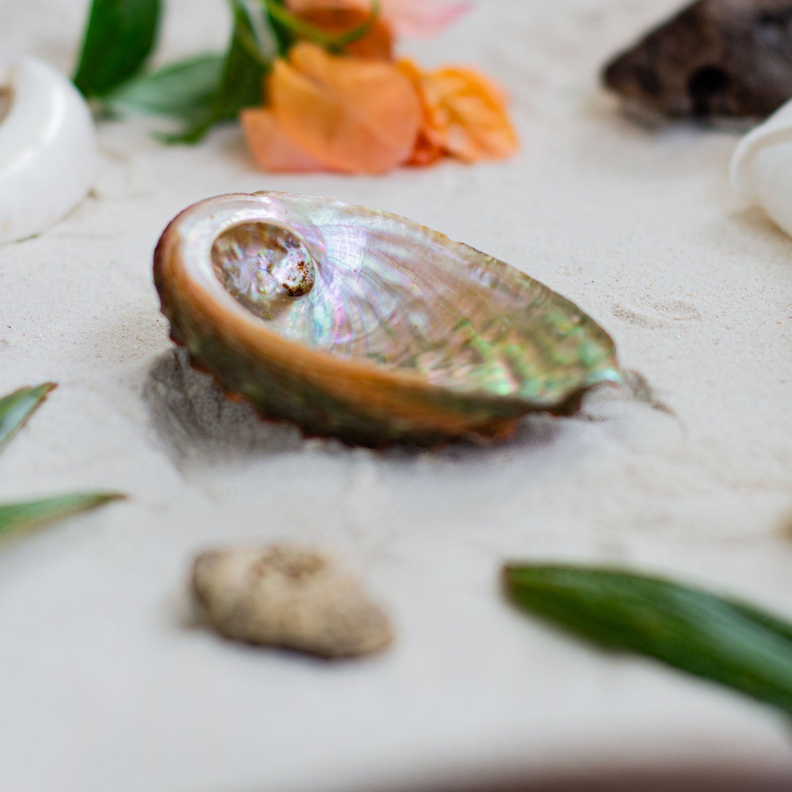 Abalone shells